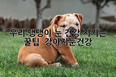 우리 댕댕이 눈 건강 지키는 꿀팁! 👀✨ #강아지눈건강